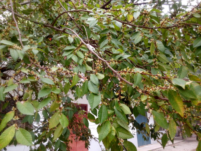 农村人叫它"鸟屎树",全株可"入药",做成盆景后,大家抢着养