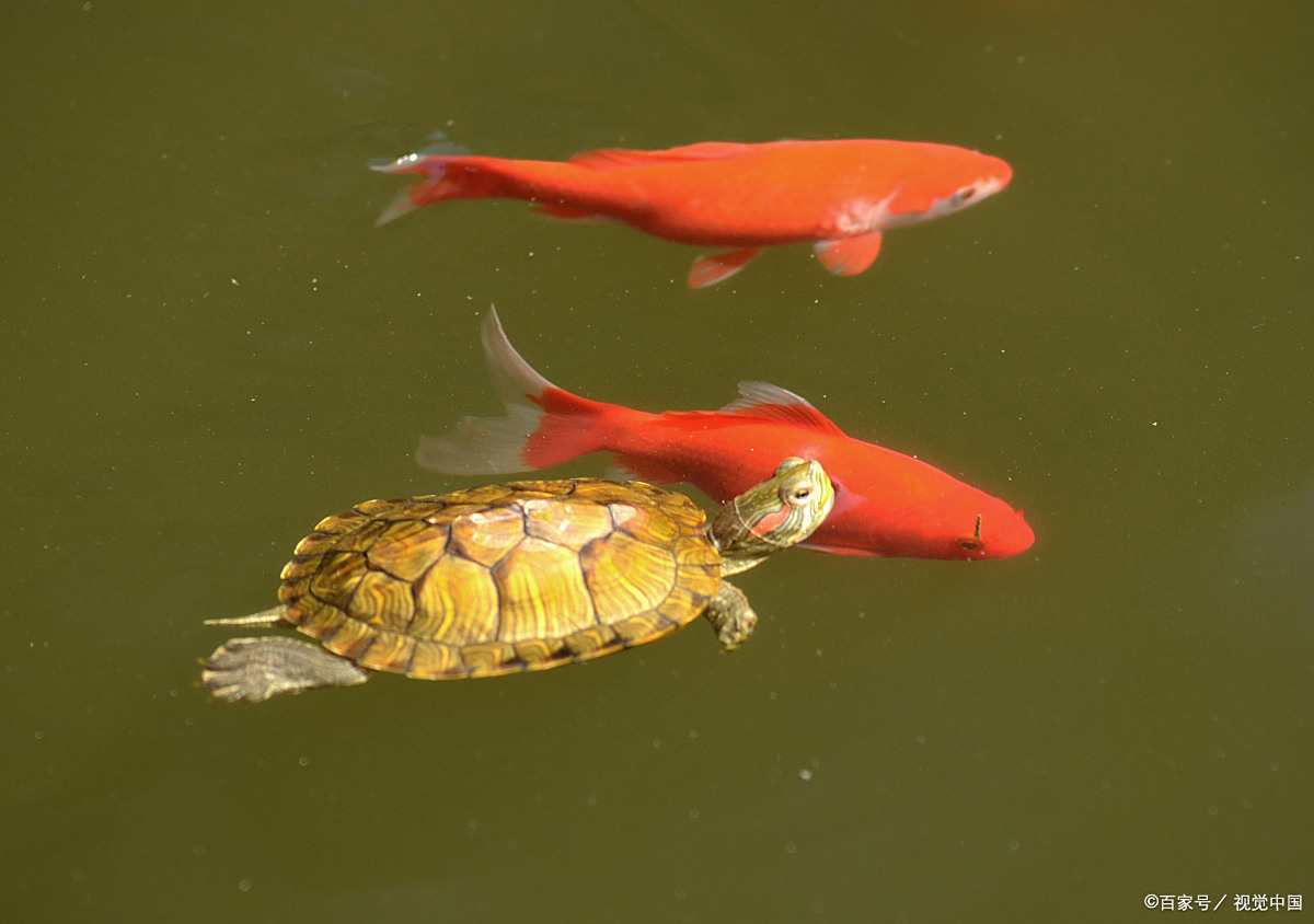 草龟和金鱼混养也能和谐共处