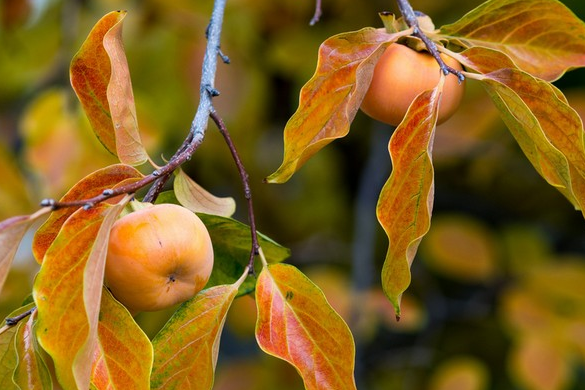 柿子树卷叶?多是病毒引起的,果农要这样防止柿子卷叶
