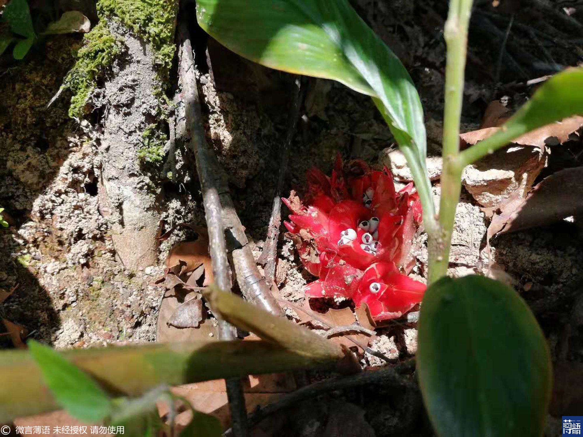 除草松土的过程总是能见到很多稀罕物,这是野生姜,据说有一定的药用