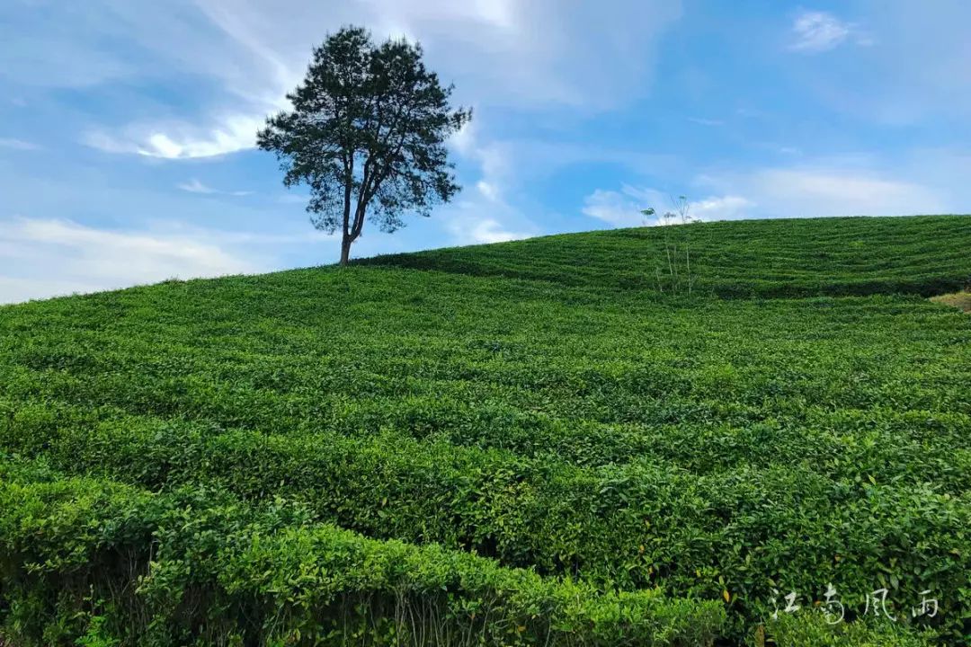 谁不说俺家乡好!航拍"中国绿茶之乡"8万亩茶园纤陌纵横