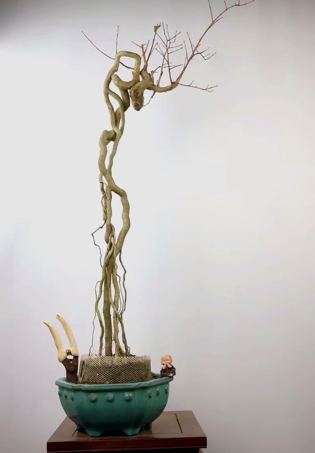 各种功夫根艺盆景,错过很难再欣赏到