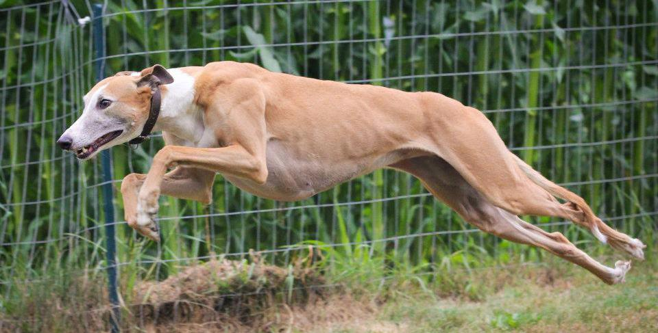 世界上跑得最快的8种狗