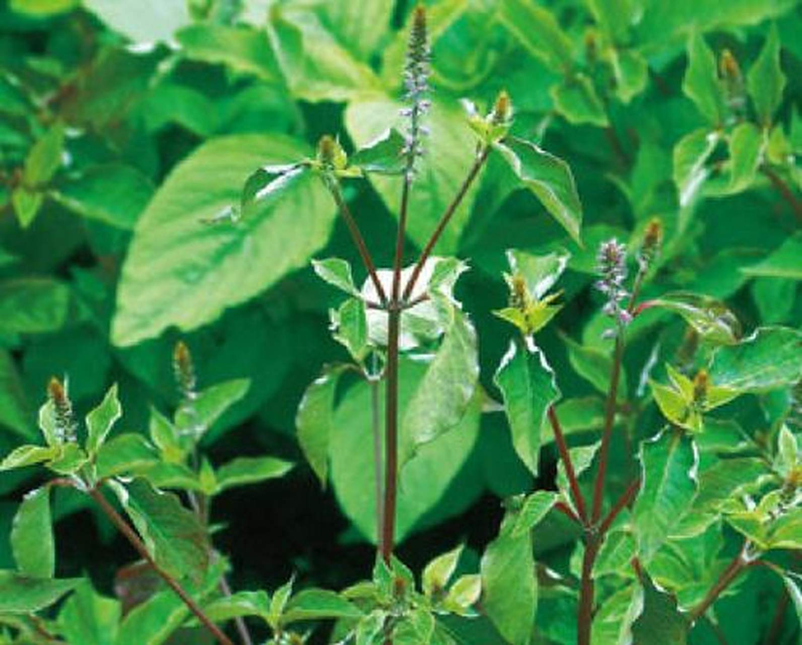 科普知识竞赛#牛膝,别名:牛磕膝,高70-120厘米;根圆柱形,直径5-10