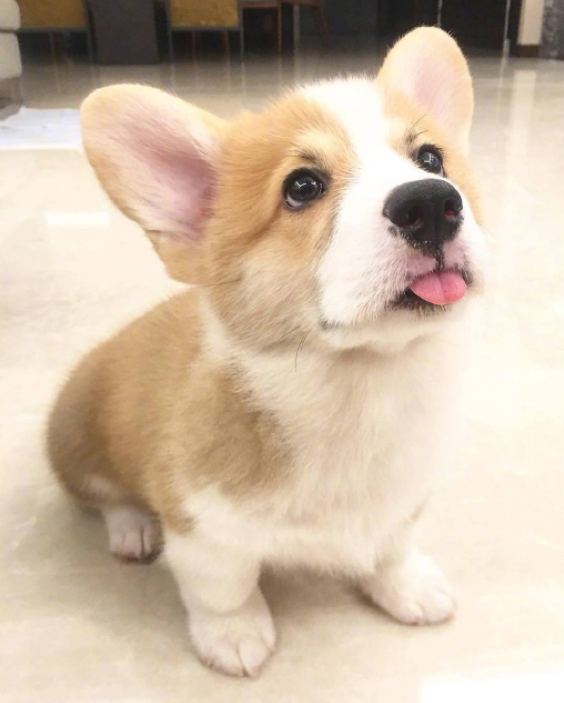 当小奶狗吐舌头做鬼脸,双重可爱暴击,铲屎官:恶意卖萌!抓起来