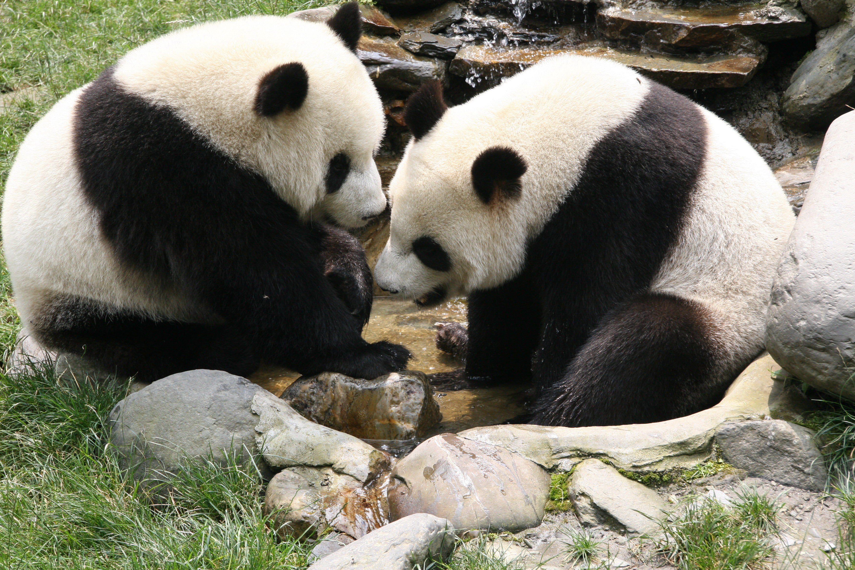 明星和熊猫合影:蔡依林开怀大笑,只有他"封了"熊猫的奇经八脉