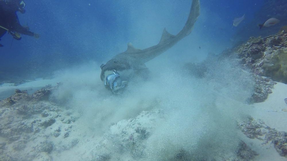 鲨鱼猎食吞下整个章鱼 实力演绎快准狠