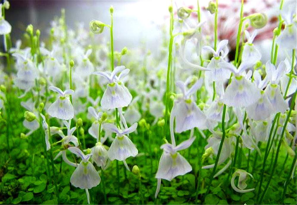 "小白兔狸藻"比多肉萌,比青苔好养,还是"食肉植"中的扛把子