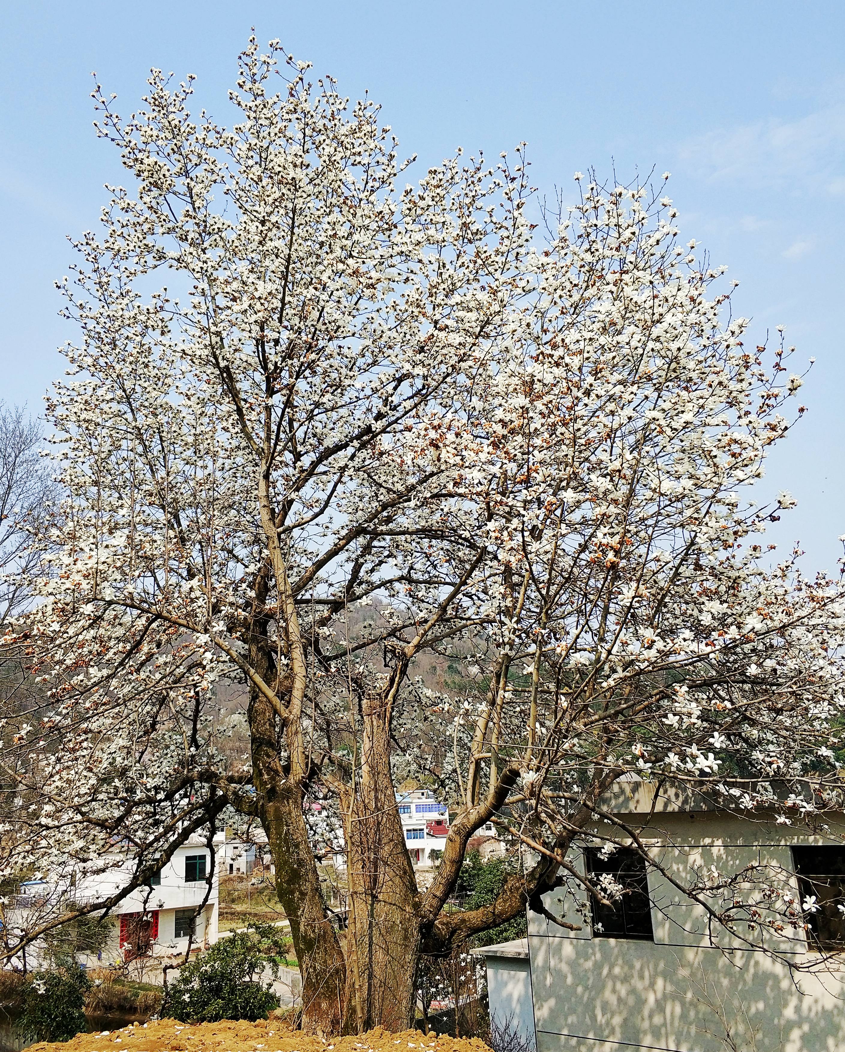 又到春暖花开时之神秘玉兰花古树林