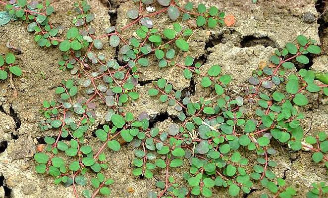 田里一种"地毯草"看到别拔,这是天然"皮肤胶水",它止血很快