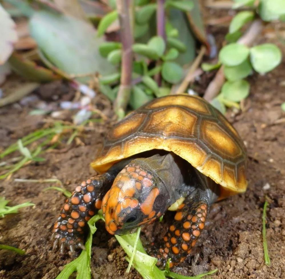 红腿陆龟生活环境图片