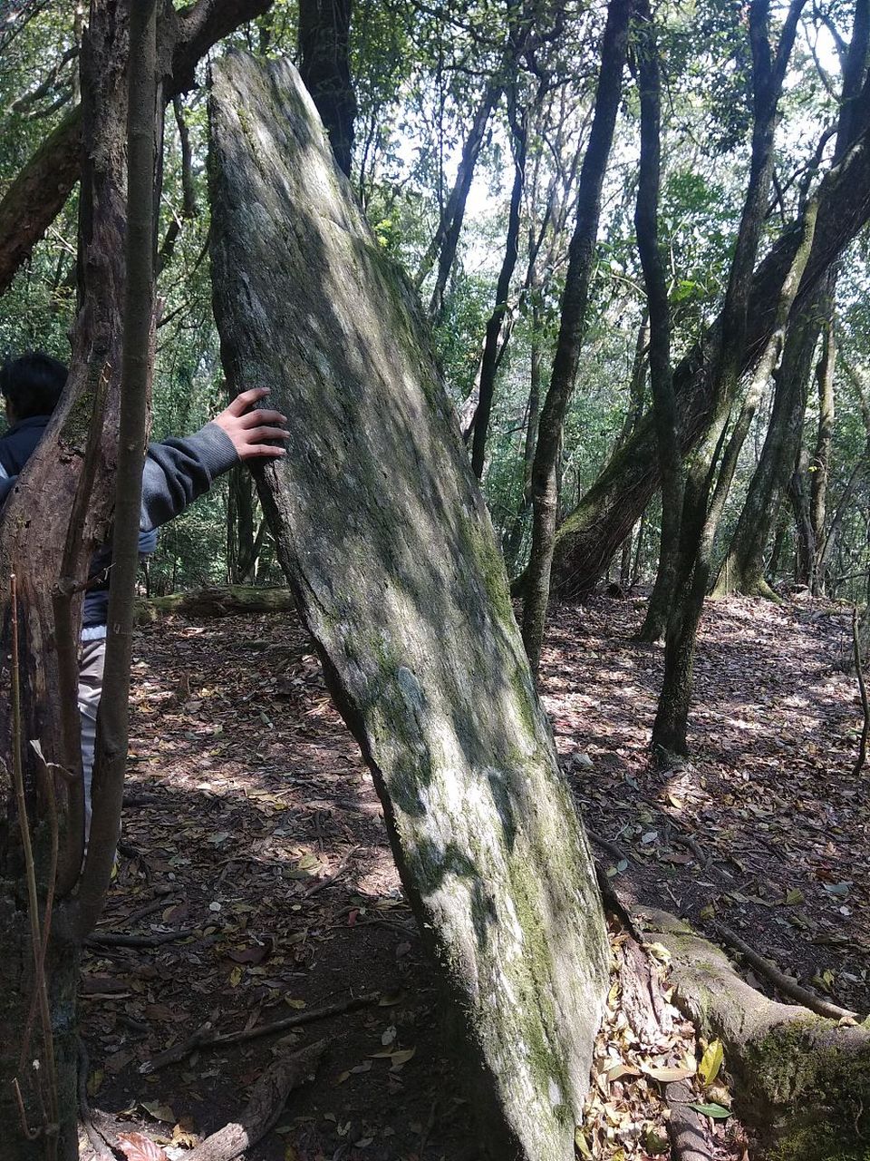 大红袍母株图片