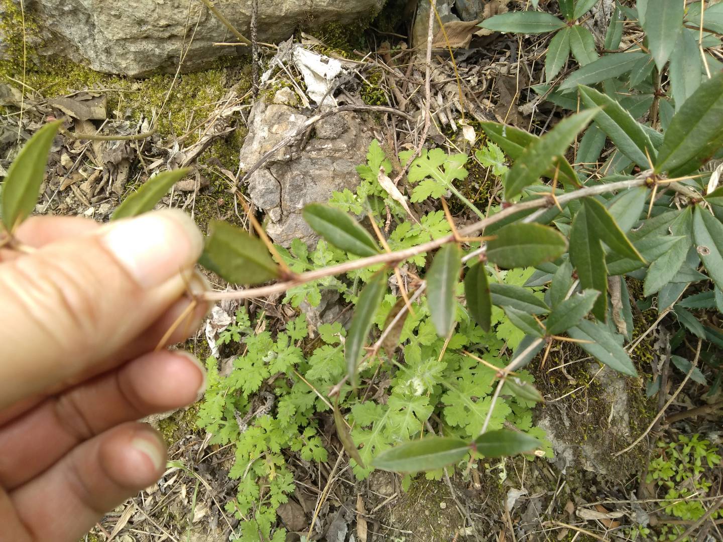 灰葛针野菜图片图片