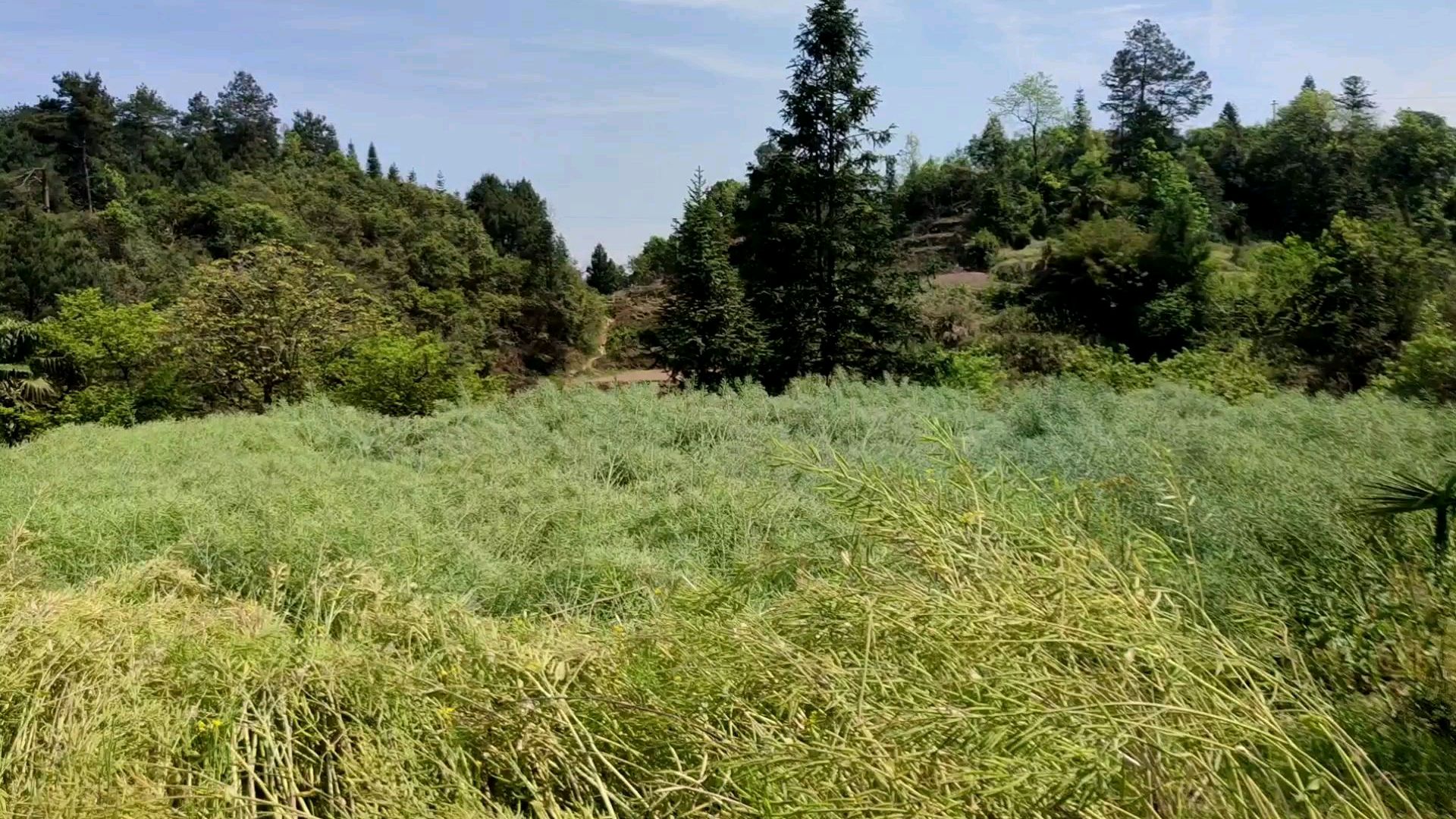 农村里收割油菜籽是这样顶着太阳,一刀一刀割出来的