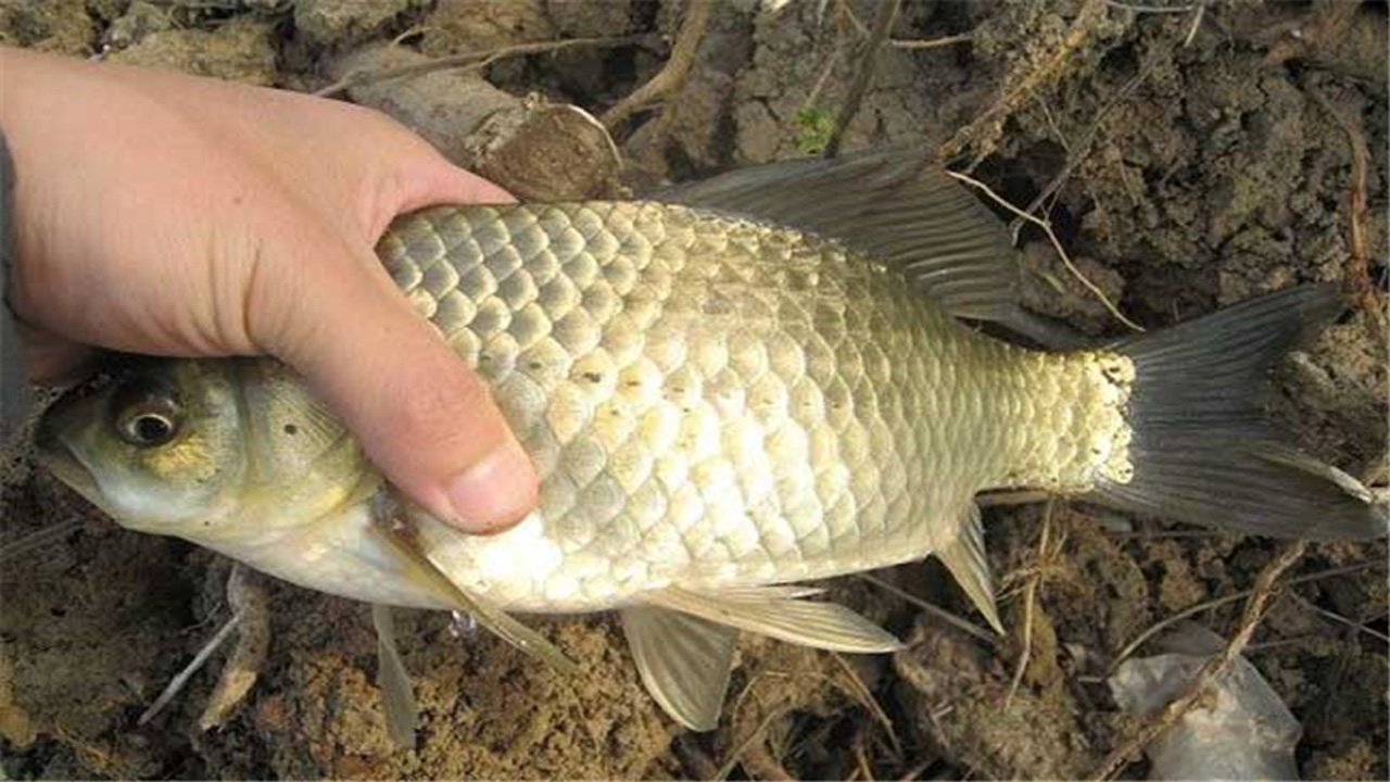 用什么方法养殖鲫鱼,产量才会更高,有哪些要点