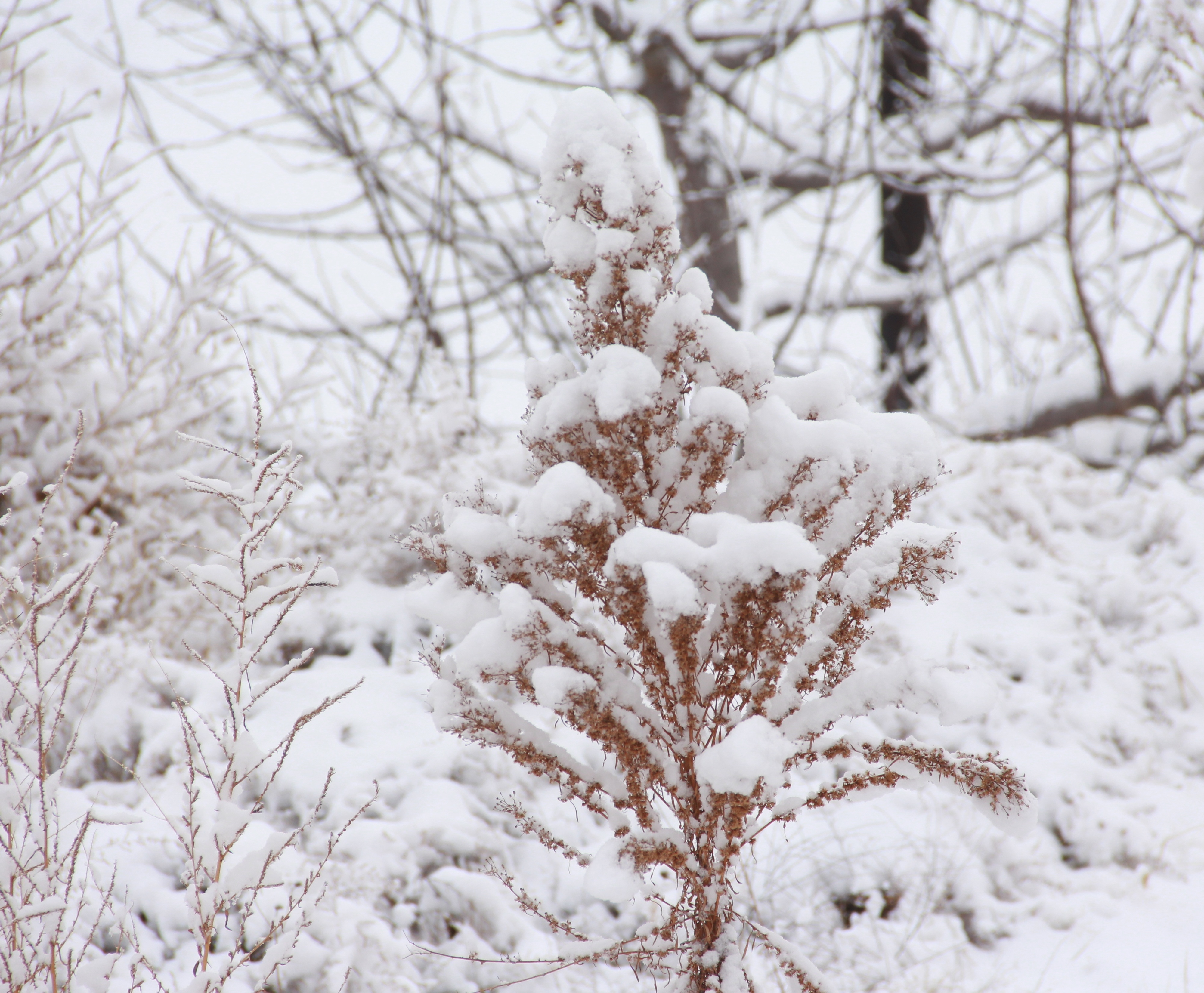 甘谷县安远镇摄影爱好者程碎想拍摄的乡村雪景图片欣赏
