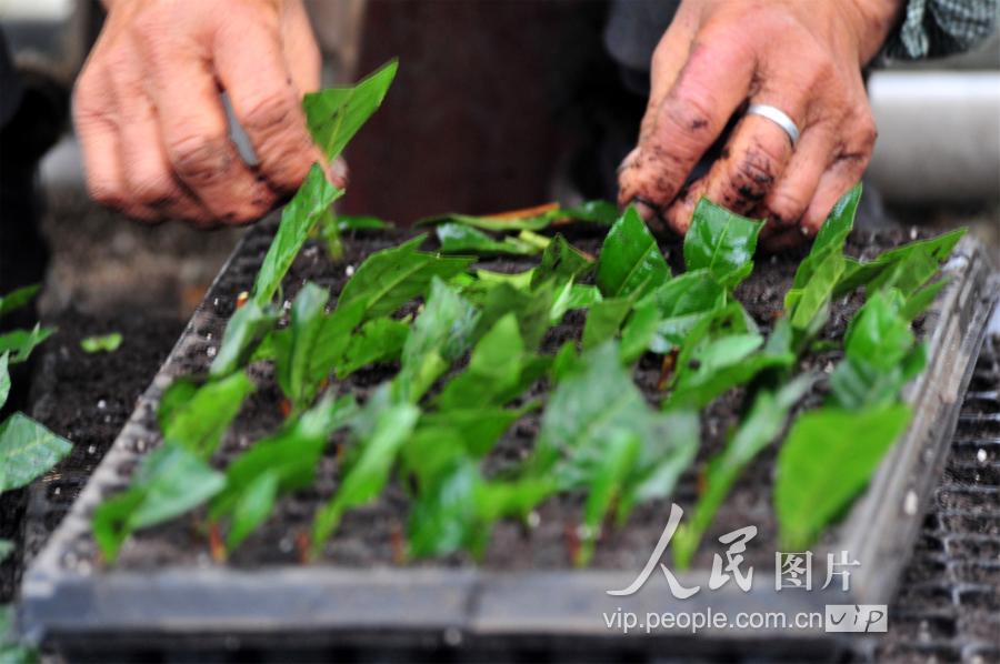 市夷陵区太平溪镇许家冲村无性系茶树良种繁育基地工人在扦插穴盘茶苗