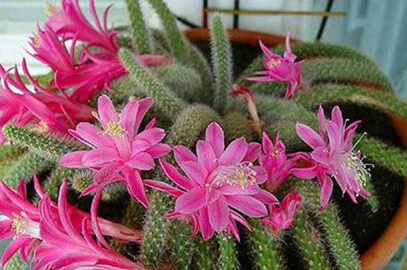 鼠尾掌形似老鼠尾巴,常用扦插,嫁接方式繁殖,开的花昼开夜闭