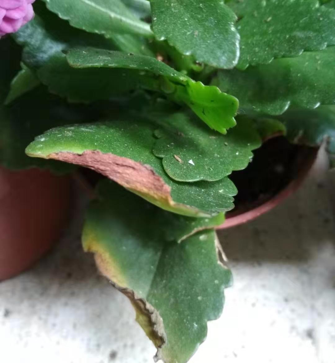 长寿花叶片卷曲枯焦,发生原因多样,不过其中一个令人无奈