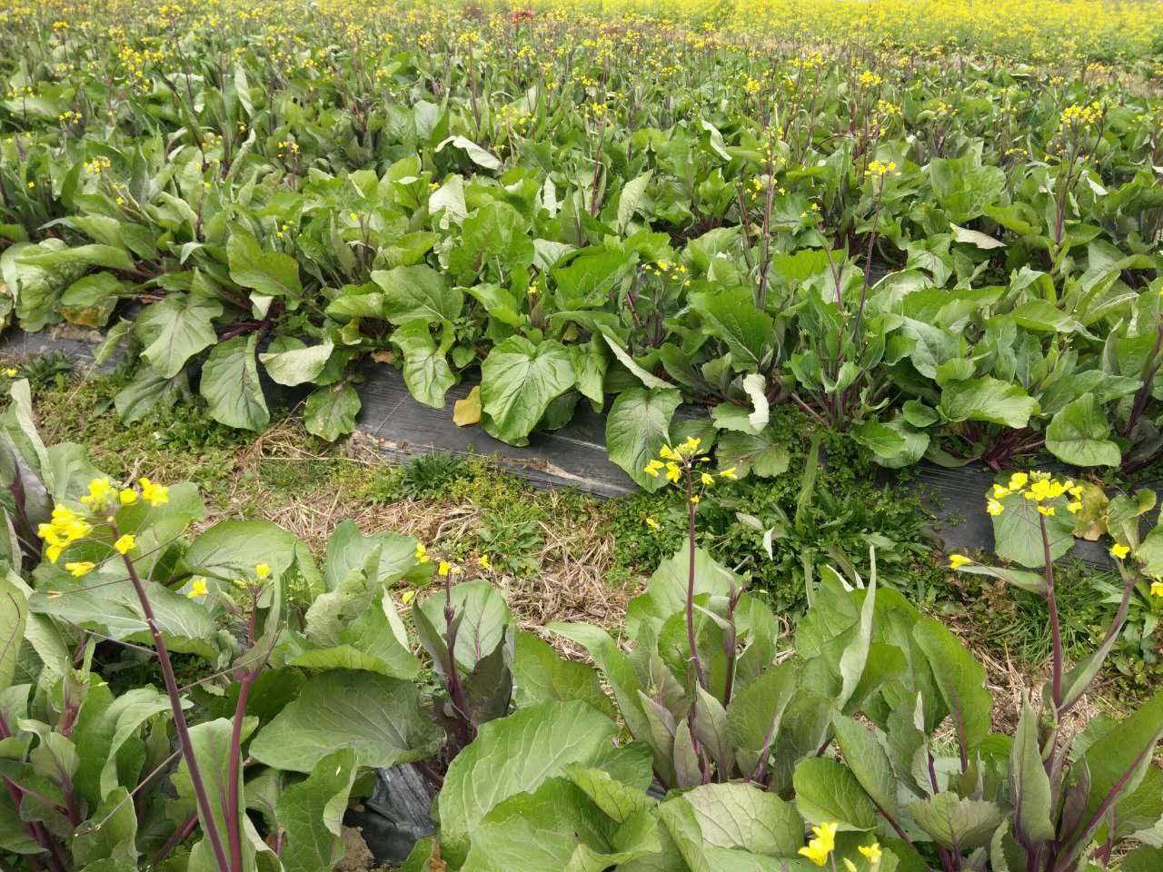 湖南人爱吃的红菜苔什么时候种植好,怎样提高产量,做好这几点