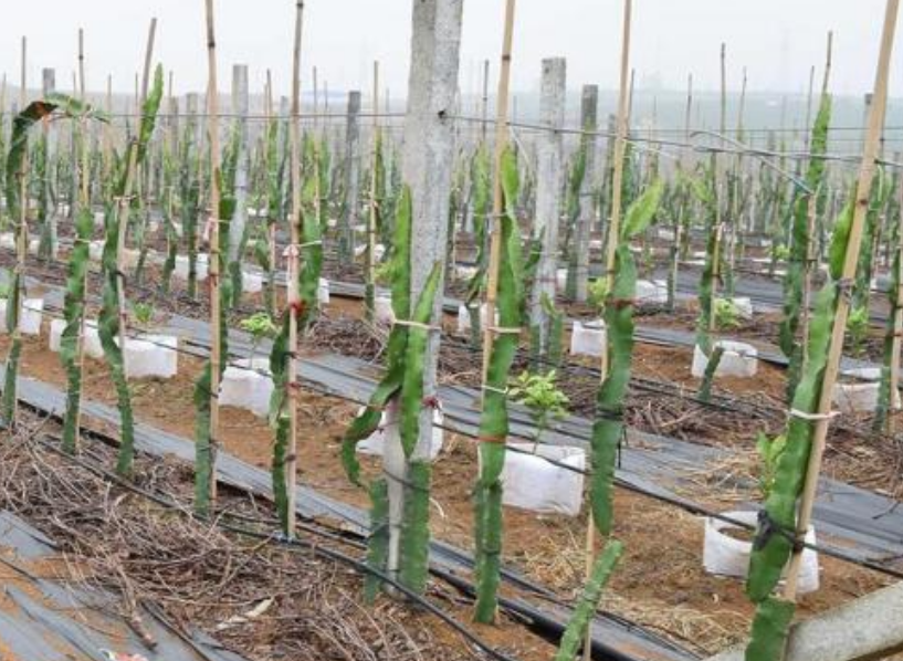 火龙果种植有技术,台湾品种基因好,基肥稳固很重要