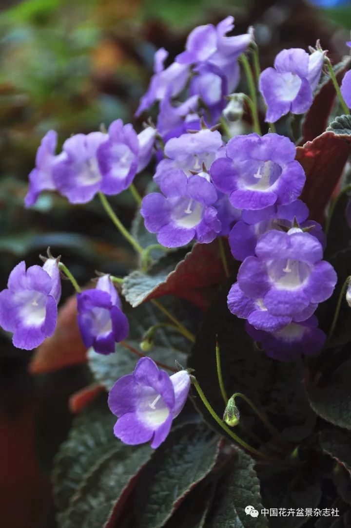 (花卉)风雅紫铃铛 妖娆"红毛怪"
