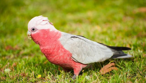 国内罕见粉色玄凤鹦鹉?你肯定没有见过,其实它叫"粉红巴丹"