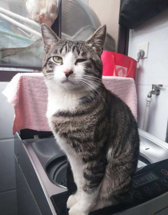 纯种狸花猫不常见,它们都有这四个特征,铲屎官想养一只不容易!
