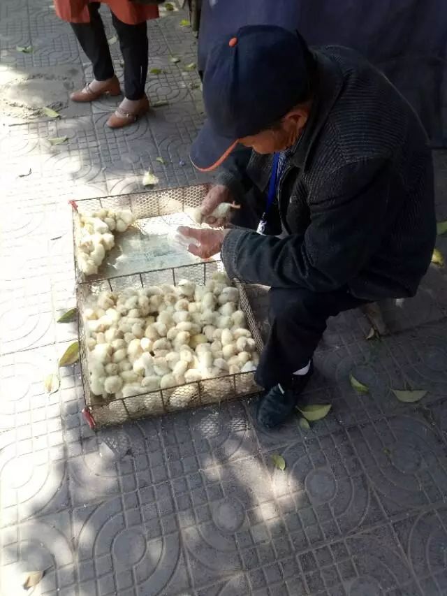 一位老人在街头卖小鸡