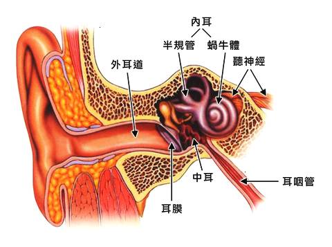 耳朵内的分泌物增多,有哪些危害呢?