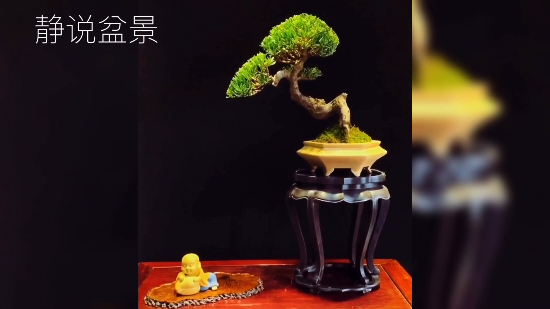 让人一见倾心的罗汉松艺术盆景,身姿窈窕造型雅致,犹如美丽画卷