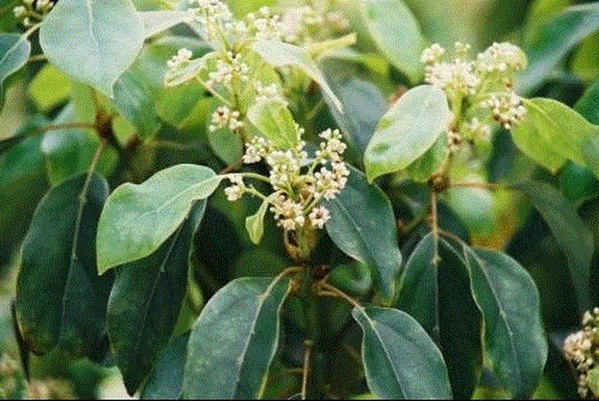 科普知识竞赛#艾片,中药名.