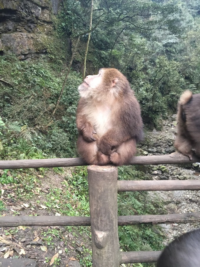 早起贪黑双双被猴耍—峨眉山