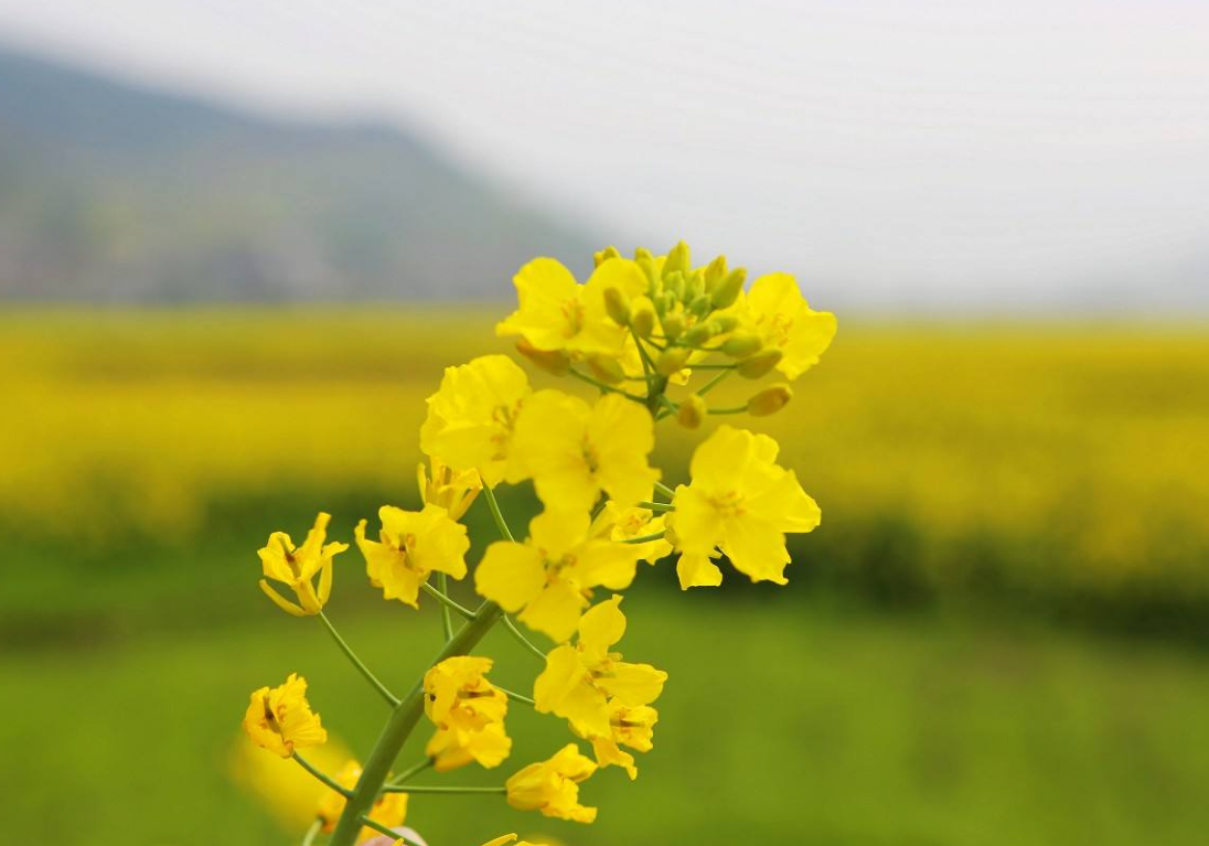 油菜花怎样进行种植,如何防治在此期间的病虫害?其实很简单