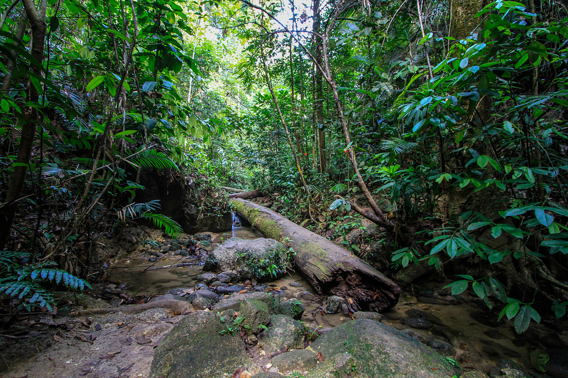 西双版纳原始森林公园内有北回归线以南保存最完好的热带沟谷雨林