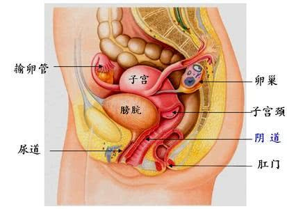 子宫在肚子的位置图片图片
