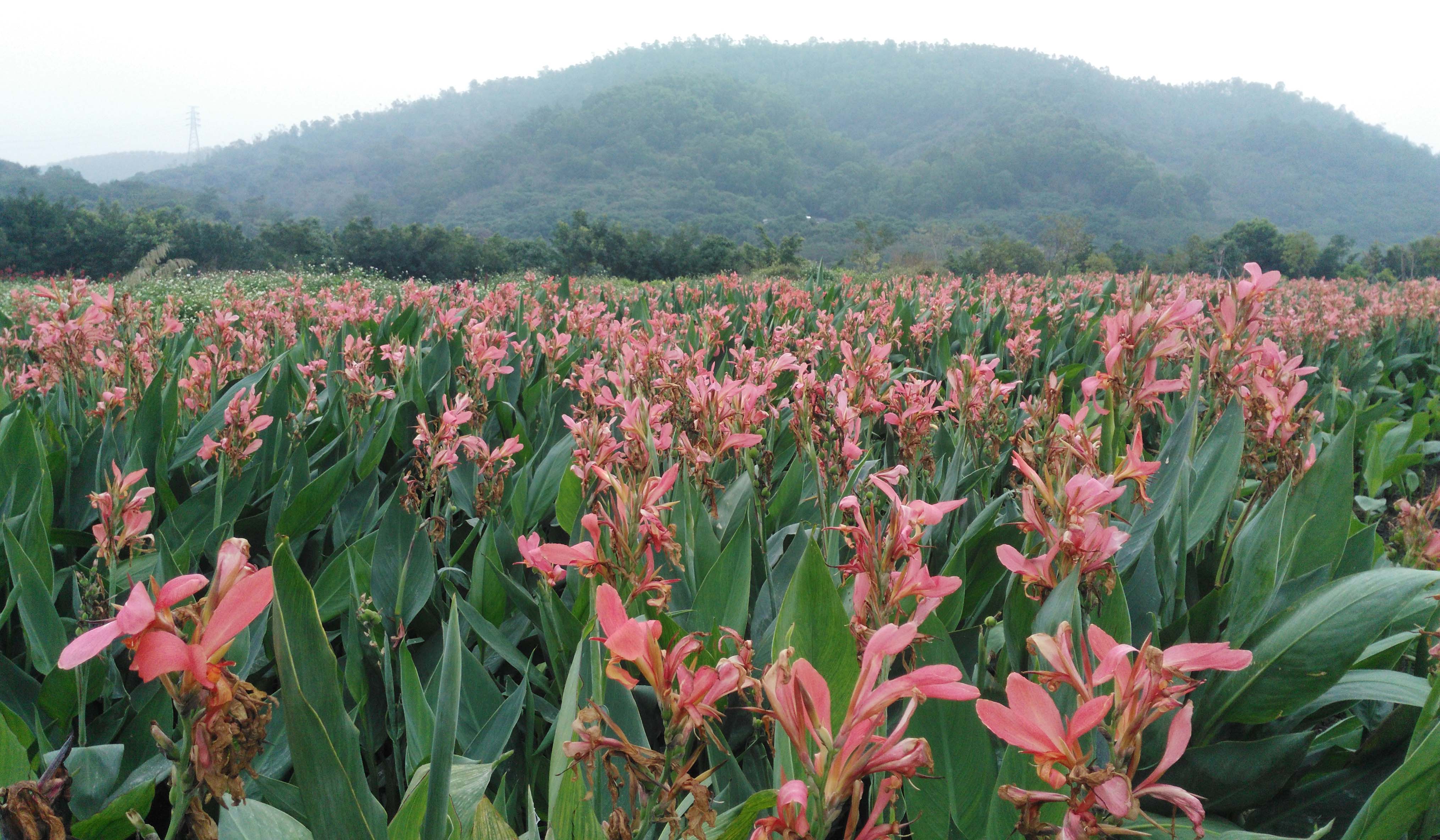 这片美人蕉的花是粉红色的,朵朵花都开得够盛放,并且争奇斗艳,让人目