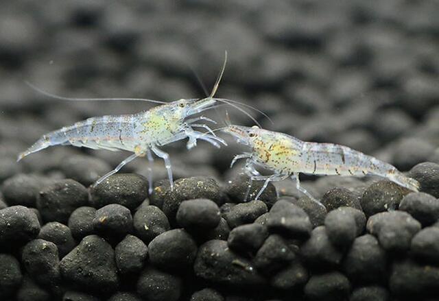 喜欢养虾的朋友都想知道怎么让黑壳虾繁殖,自己在家可以繁殖吗?