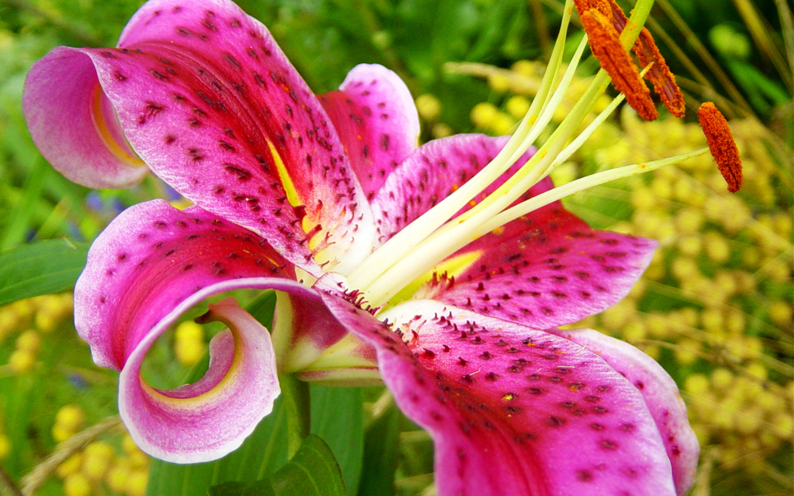 世界上最美的花稀有图片