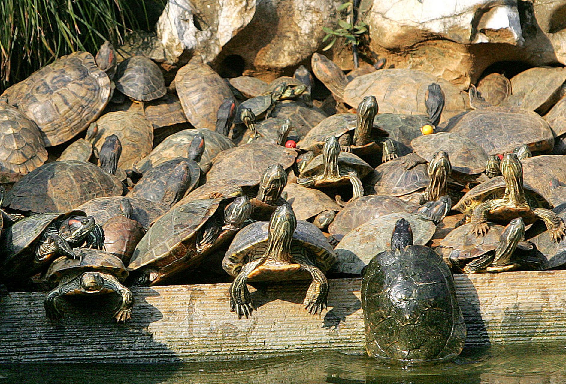乌龟嗮太阳,寓意着美好的生活.