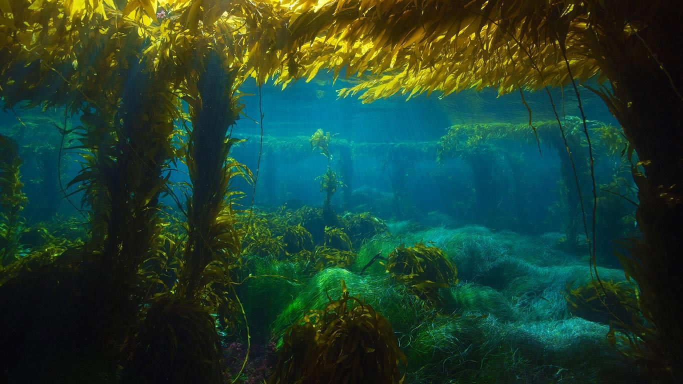 马尾藻海洋流图片