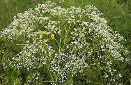 中药中的防风有什么作用?