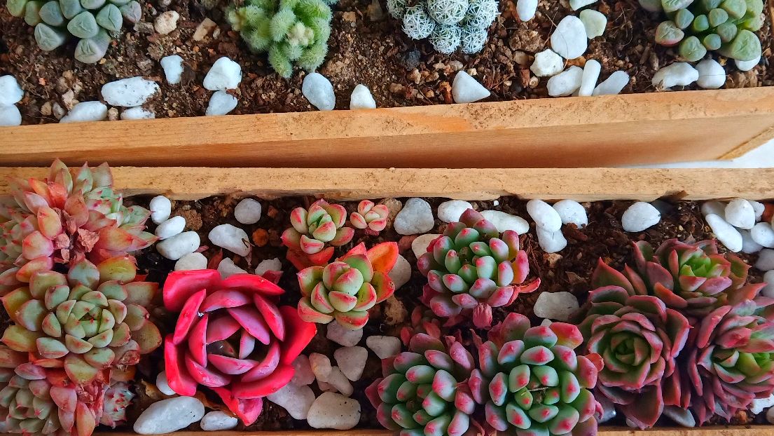 受新型冠状病毒影响不出门,在家发现多肉盆这个困扰,你怎么看?