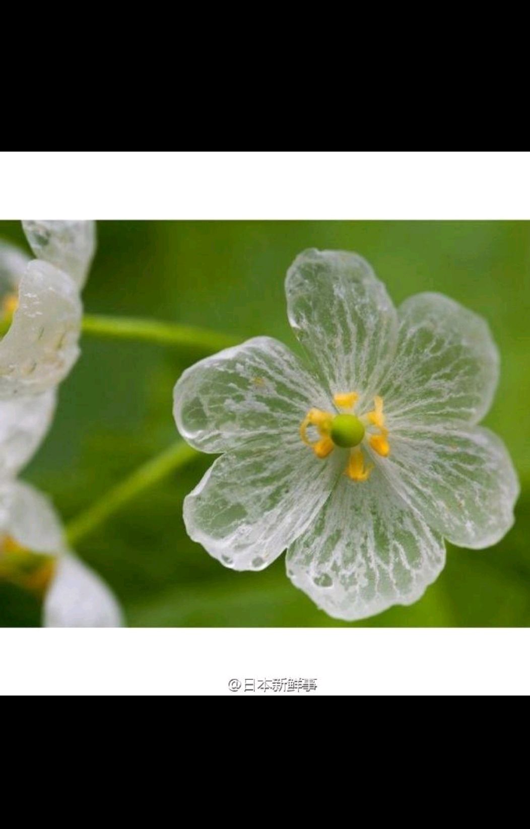山荷叶,雨中的精灵