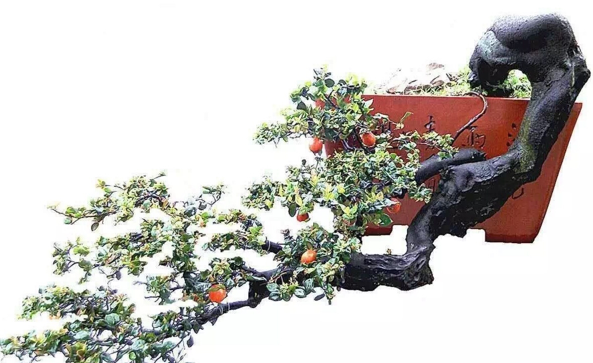 这些悬崖式金弹子盆景也是小编收藏的
