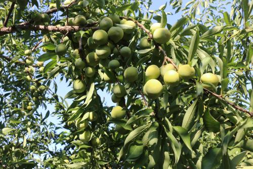 李子好吃且"粉丝多",如何才能增产增收?施肥技巧是关键!