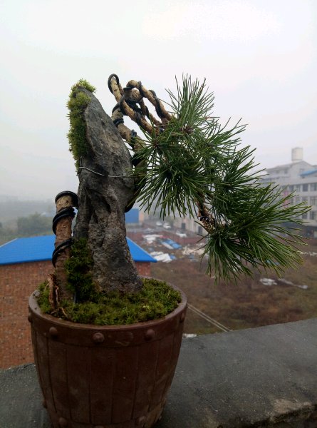 以英石为石料,以松树为植,制作而成的一些附石盆景,求高手点评