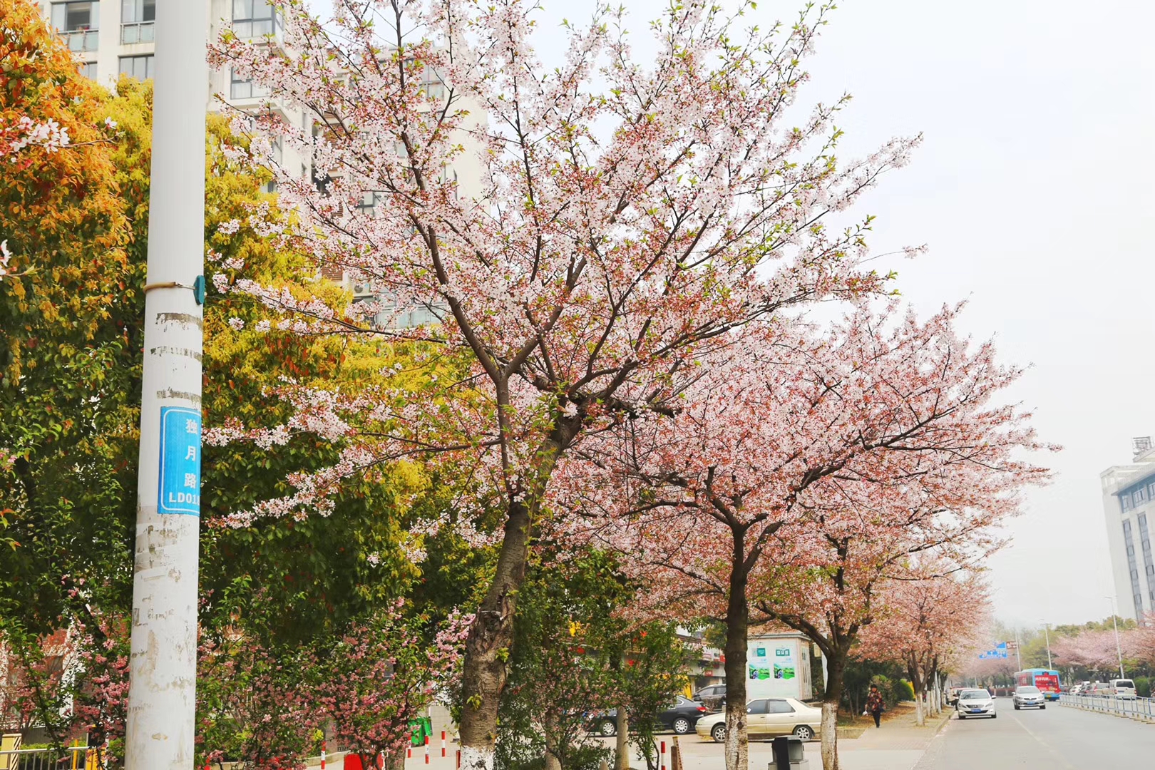 无锡独月路唯美樱花,太浪漫了,你再不去它就要谢了
