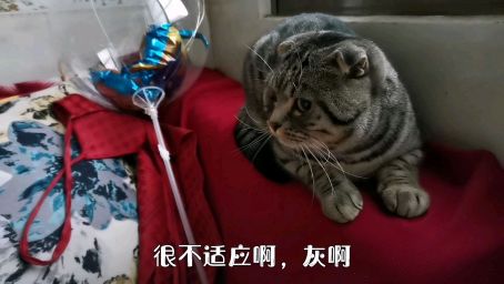 虎斑猫满一周岁 小主人这样给它庆生 满满都是爱 好看视频