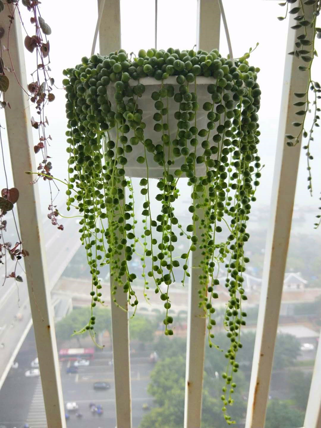 多肉"佛珠"养爆盆,串串绿豆向下垂!怎么养护助生长?